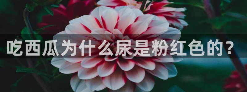 吃瓜发现我家皆大佬:吃西瓜为什么尿是粉红色的?